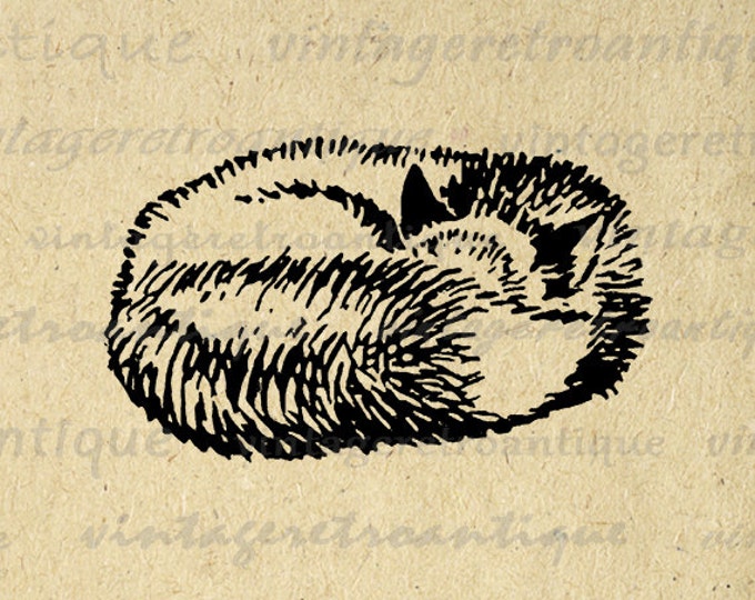 Digital Sleeping Fox Graphic Image Cute Download Animal Illustration Printable Vintage Clip Art for Transfers etc HQ 300dpi No.917