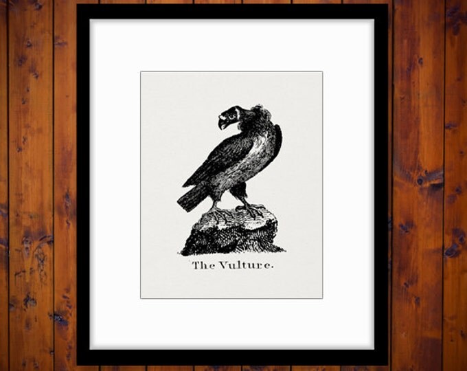 Digital Image Antique Vulture Illustration Printable Bird Graphic Download Vintage Clip Art HQ 300dpi No.921