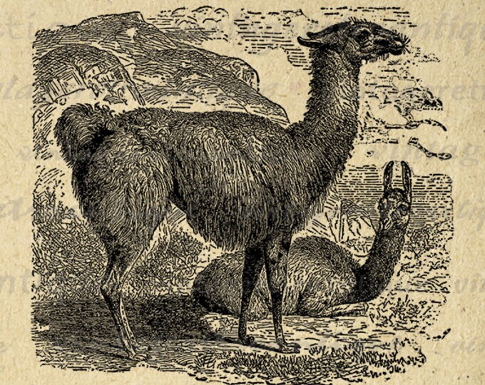 Printable Image Llama Download Graphic Digital Illustration Vintage Clip Art Jpg Png Eps HQ 300dpi No.2561