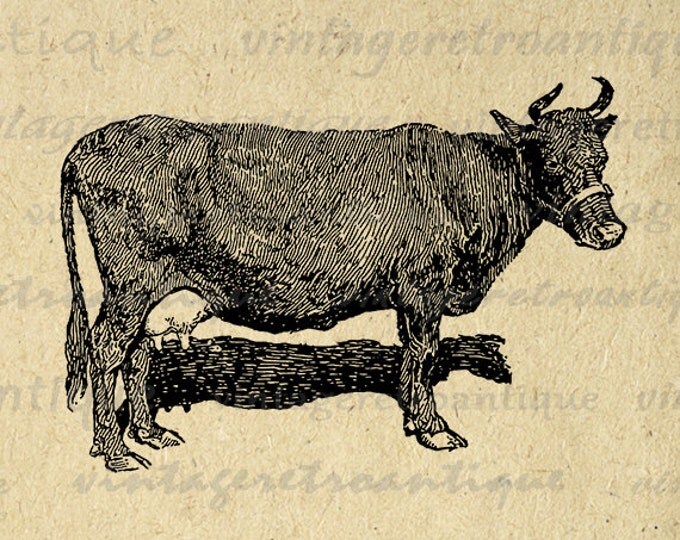 Printable Digital French Canadian Cow Image Farm Animal Download Illustration Graphic Artwork Vintage Clip Art HQ 300dpi No.3054