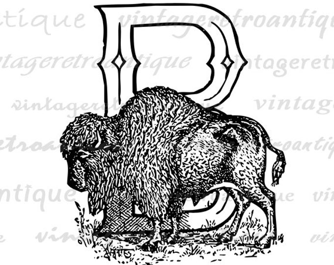 Letter B Buffalo Graphic Digital Printable Buffalo Download Letter B Image Antique Clip Art for Transfers Printing etc HQ 300dpi No.4696