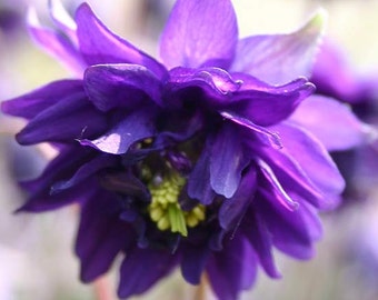 PBCOUB) BARLOW BLUE Columbine~Seed!!!~~~~~~~~Dandy Bloomers!