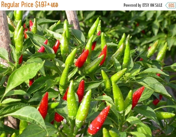 Vietnamese Chili Pepper Capsicum annuum'Ot by CaribbeanGarden