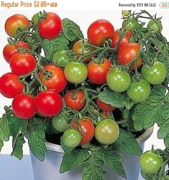 Patio Tomato Seed F1 Hybrid Patio Growing Space by CaribbeanGarden