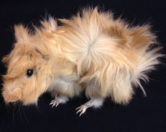Taxidermy Guinea pig