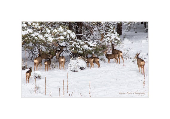 Wildlife Photography Deer Art Print Mountain Photography