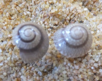 Fantastic Shell Stud Earrings