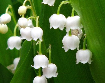 Live Lily of the Valley Plants CONVILLARIA MAJALIS Shade Perennial Fragrant Flowers Groundcover Hardy Zones: 3-8