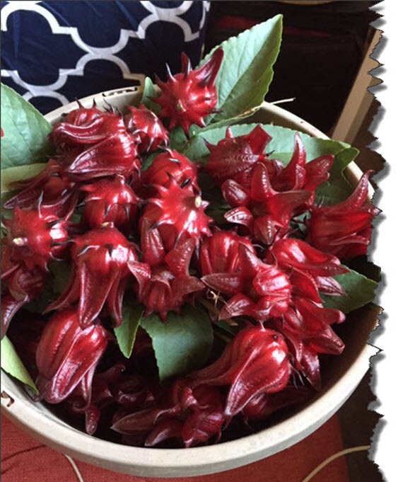 Naturally Grown Jamaican Sorrel Seeds