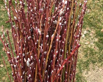 Pussy Willow Stems/36" Red Stems/Natural Pussy Willow Branches/Wedding Decorations / Floral Arrangements / Freshly Harvested / 18"-24"