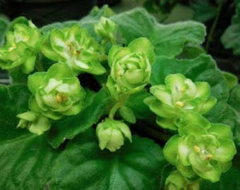 African Violet LE Kupava ~ Beautiful Houseplant