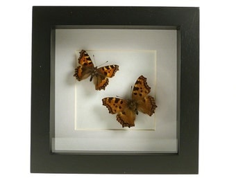 Mounted butterflies in frame-mounted butterflies (foxes) in list-