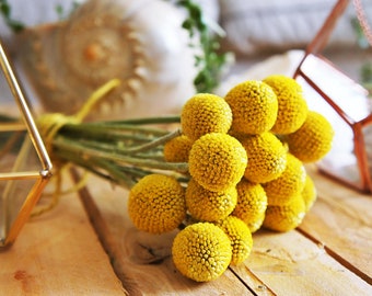 20 X dried billy buttons, dried Craspedia flowers, dried yellow ball flower, dried flower arrangement, wedding bouquet, craspedia flowers