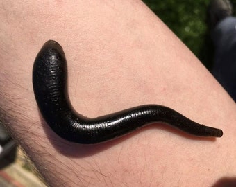 Larp safe leeches, 5 pack medic kit