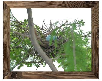 Bird Nest Art Print, Tree Wall Decor, Cottage Chic, Nature Instant Download