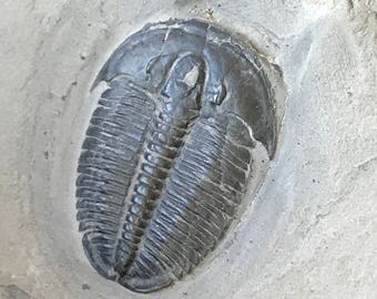 Trilobite Fossil ~ Elrathia kingii in Matrix ~ Utah