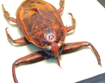 Real Framed Lethocerus Grandis Giant Flying Water Bug 2154