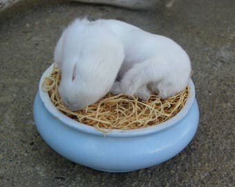 Taxidermy Blue Grey & White Baby Domestic Bunny Kit. Elsa.