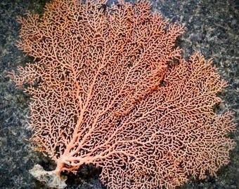 Natural Dried Sea Fan Coral-10-15" Natural Color of Rust/Orange/Red, Coastal Home Decor/ Floral Arrangement/ Mermaid Crown/ Craft Supplies