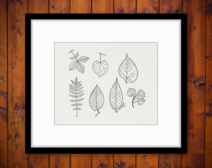 Printable Digital Leaf Graphic Leaves Collage Sheet Image Download Vintage Clip Art Jpg Png Eps HQ 300dpi No.1001