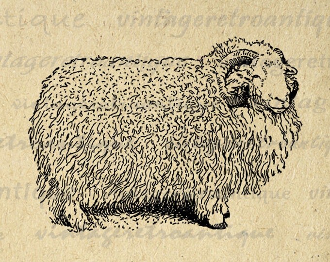 Printable Image Herdwick Ram Sheep Graphic Illustrated Digital Download Vintage Clip Art Jpg Png Eps HQ 300dpi No.3427