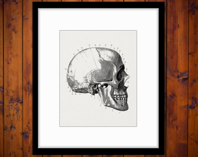 Digital Graphic Skull Diagram Download Printable Image Illustration Jpg Png Eps HQ 300dpi No.2255