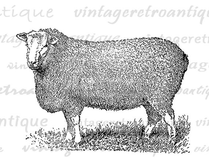 Digital Printable Antique Sheep Graphic Cute Animal Image Download Vintage Clip Art Jpg Png Eps HQ 300dpi No.3532