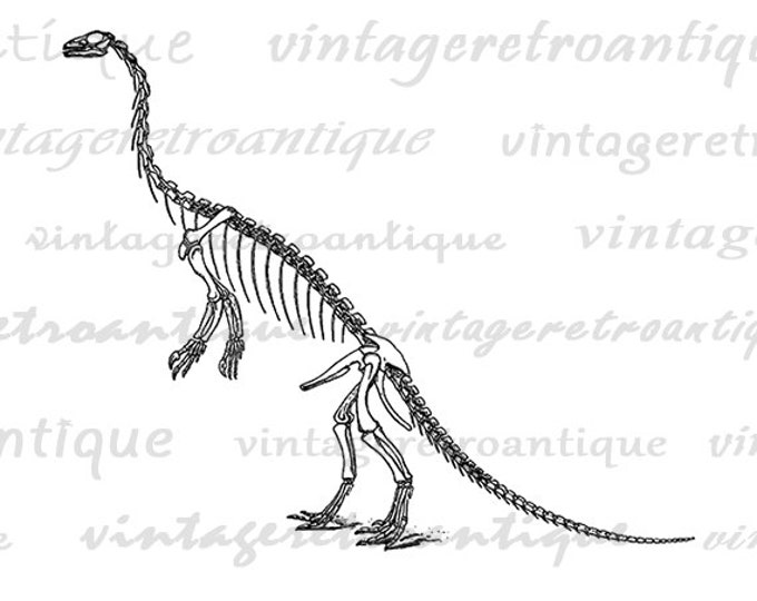 Digital Graphic Dinosaur Skeleton Image Download Printable Illustration Vintage Clip Art Jpg Png Eps HQ 300dpi No.2112