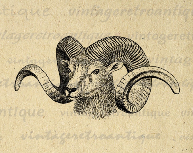 Ram Goat Antique Digital Graphic Printable Animal Download Image Vintage Clip Art Jpg Png Eps HQ 300dpi No.295