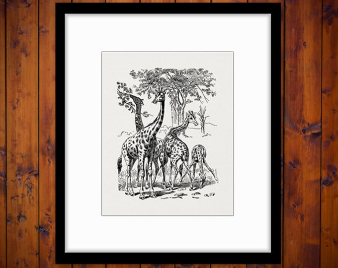 Giraffe Printable Graphic Digital Giraffes Illustration Image Download Vintage Clip Art Jpg Png Eps HQ 300dpi No.2637