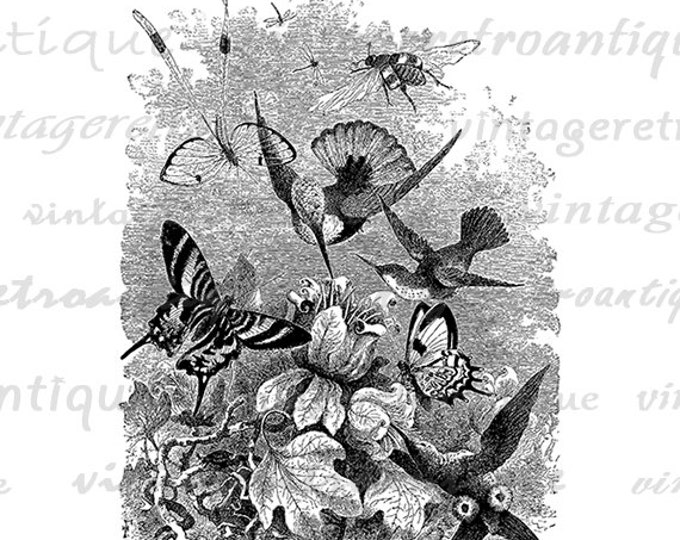 Hummingbird Birds Graphic Digital Download Birds with Flowers and Butterfly Image Printable Vintage Clip Art Jpg Png HQ 300dpi No.098