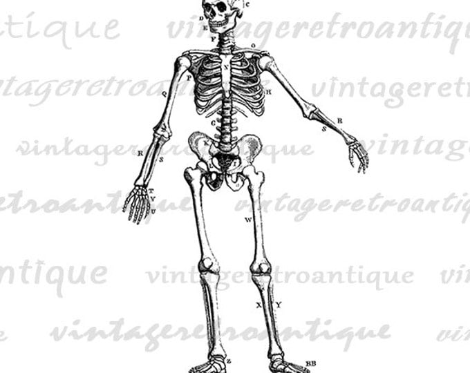 Skeleton Diagram Image Graphic Download Printable Digital Artwork Vintage Clip Art for Transfers Printing etc HQ 300dpi No.2318