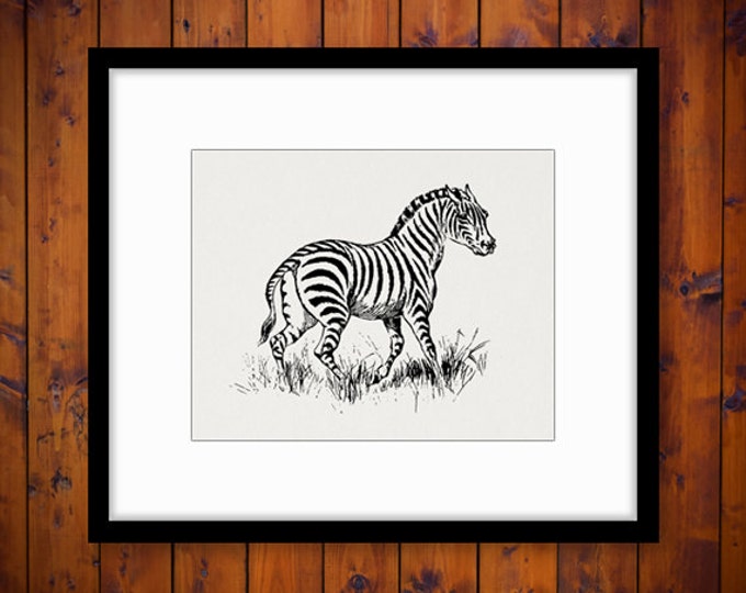 Printable Zebra Graphic Download Image Digital Jpg Png Eps HQ 300dpi No.662