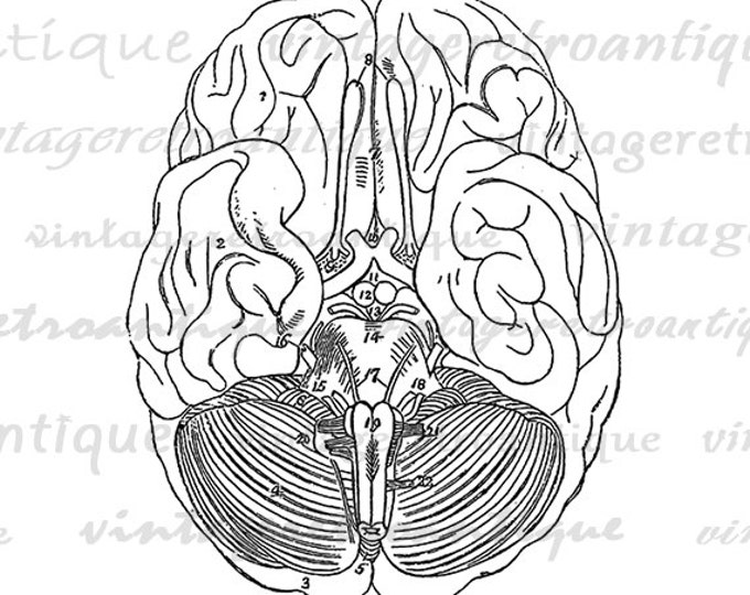 Digital Brain Diagram Printable Graphic Image Download Artwork Antique Clip Art Jpg Png Eps HQ 300dpi No.2298