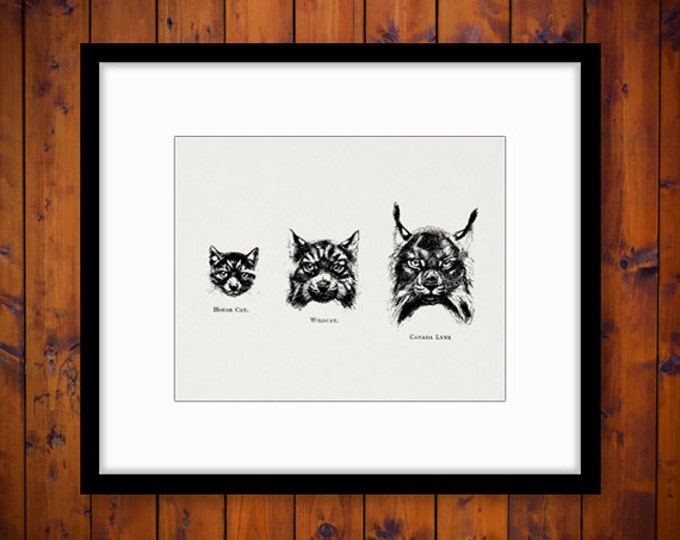 Digital Printable Cats Download Head Face Graphic Wild Cats Image Vintage Clip Art Jpg Png Eps HQ 300dpi No.1000