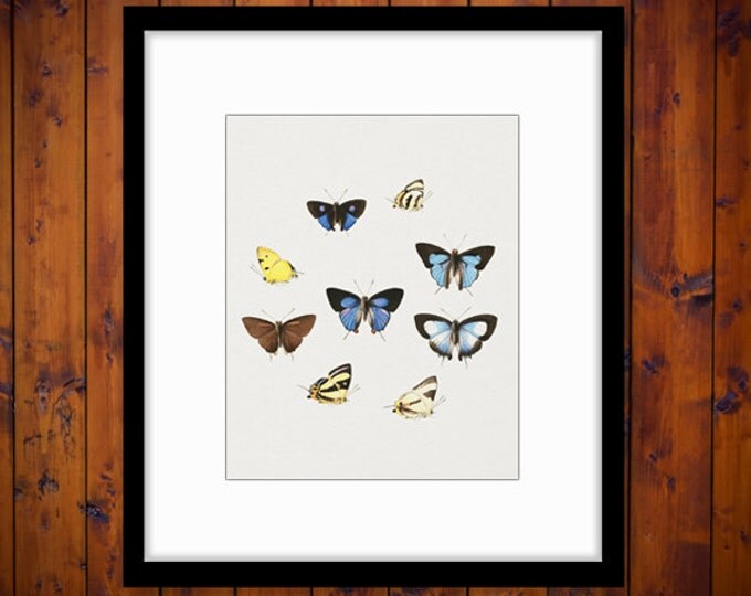 Printable Butterflies Two Collage Sheets Graphic Image Digital Download Vintage Clip Art HQ 300dpi No.820