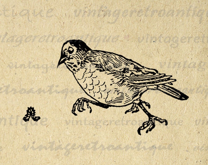 Digital Graphic Bird Chasing Worm Download Illustration Printable Image Antique Clip Art Jpg Png Eps HQ 300dpi No.3042