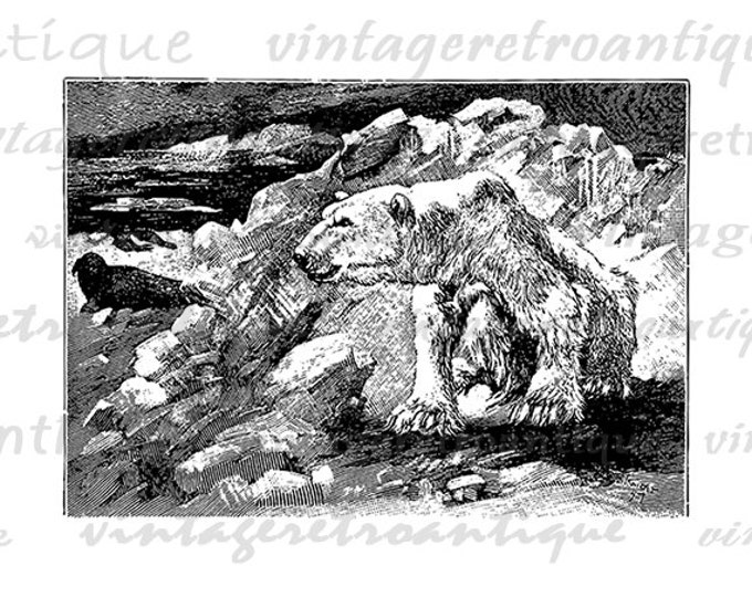 Printable Digital Polar Bear Image Antique Download Graphic Vintage Clip Art Jpg Png Eps HQ 300dpi No.160