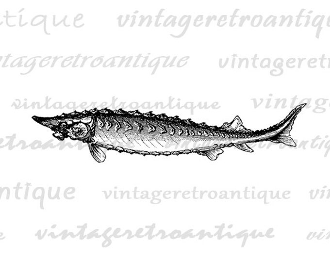 Digital Graphic Sturgeon Fish Printable Image Download Vintage Clip Art Jpg Png Eps HQ 300dpi No.591