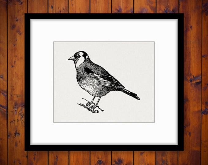 Digital Goldfinch Bird Image Graphic Download Printable Vintage Clip Art Jpg Png Eps HQ 300dpi No.3119