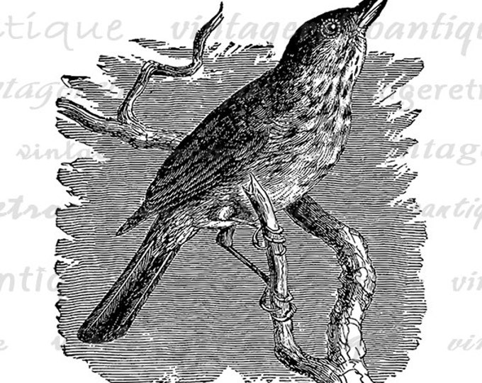 Thrush Bird Printable Digital Image Antique Bird Illustration Graphic Download Vintage Clip Art Jpg Png Eps HQ 300dpi No.3879