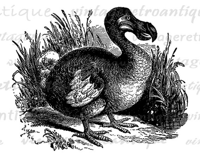 Printable Graphic Dodo Bird Illustration Digital Download Image Artwork Vintage Clip Art Jpg Png Eps HQ 300dpi No.2600