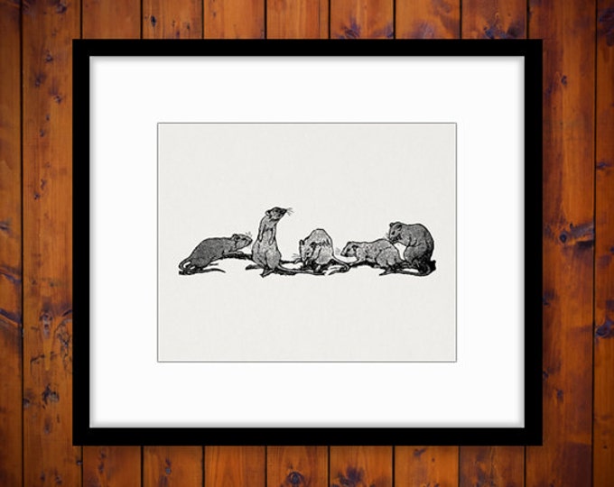 Rats Printable Digital Download Mice Graphic Animal Illustration Image Vintage Clip Art Jpg Png Eps 18x18 HQ 300dpi No.2957