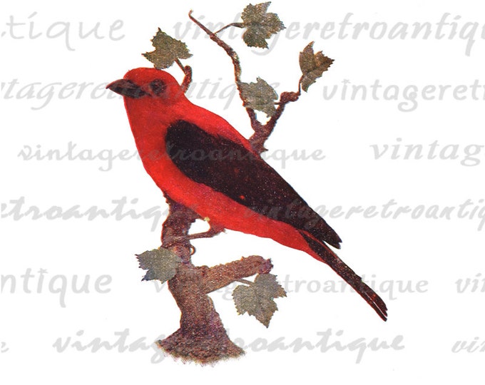 Printable Scarlet Tanager Bird Digital Image Red Bird Download Graphic Vintage Clip Art HQ 300dpi No.1021