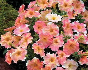 APE) DOLCISSIMA FLAMBE Petunia~Seed!!!~~~~Understated Beauty!