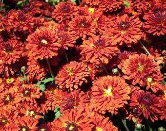 PBCHR) ORANGE RUST Chrysanthemum~Seed!!~~~~~~~Lovely Semi-Double!!