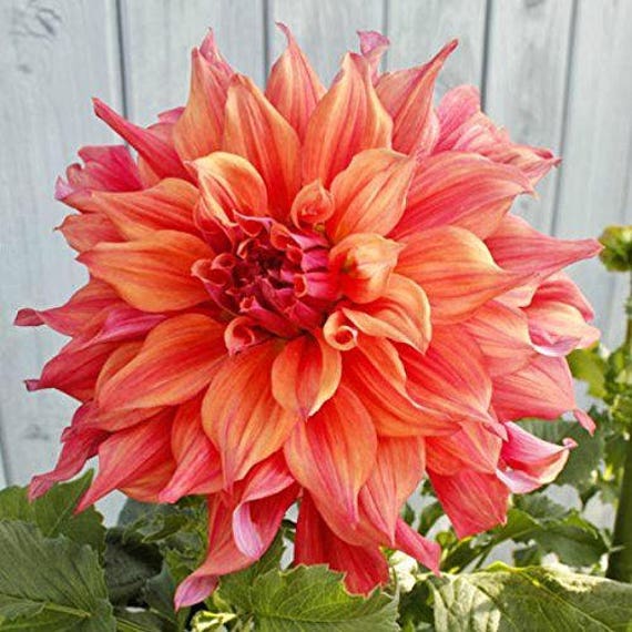 Dinner Plate Dahlia belle of barmeraDinner Plate Dahlia