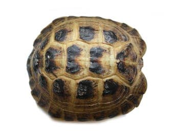 real taxidermied Russian tortoise shell // turtle // skull // taxidermy