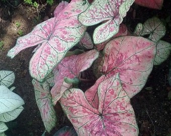 Pink Illusion Fancy Leaf Caladium 3 Bulbs - #1 Size