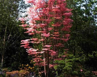 Chinese Mahogany Tree Seeds (Toona sinensis) 50+Seeds
